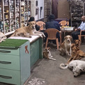 インドの店主が暑さから逃げ場のない野良犬たちに店を開放。約10匹が涼むやさしい世界(New!!)