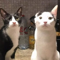 片耳の猫と片目の猫が最強の仲良しペアに。2匹で1つのニコイチコンビ(New!!)