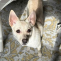 駐車場で逃げ出した保護犬、飼い主に探されることなく預かりボランティアの家へ(New!!)