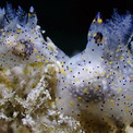 大きさもゴマ、模様もゴマ。台湾で新種のウミウシが発見される(1コメント)