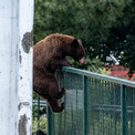 一方アメリカでは、クマが学校に通おうとしていた。フェンスをよじ登ろうとする姿を目撃(New!!)