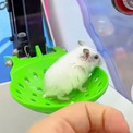生きたハムスターがクレーンゲームの景品に登場して物議をかもす（中国）(1コメント)