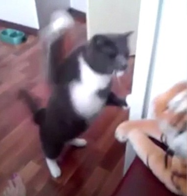 必死過ぎ ネコの百裂猫パンチ トラのぬいぐるみと格闘するネコが可愛いと話題に ニコニコニュース