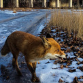 ロシアによるウクライナ侵攻で野生動物の行動に変化。夜の活動が減少(New!!)