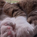 足指の多さは幸せの多さ。28本指の子猫がギネス記録に新たに認定(New!!)