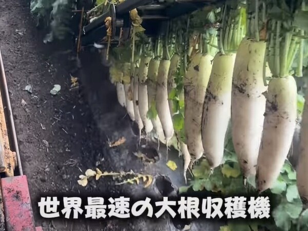 取れたて大根 こんなにするする抜けるの!?」大根が一瞬で収穫される光景が488万再生