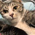 出産した野良猫が、人間を頼って子猫を1匹ずつ家の敷地内に運んできた(1コメント)