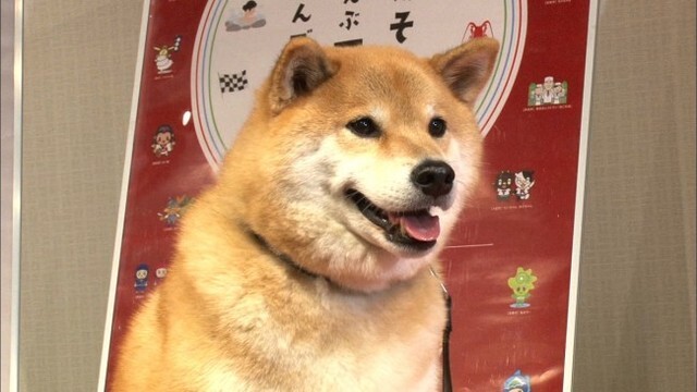 留守番中の犬猫の姿に飼い主も真っ青 柴犬まる しゃべるネコしおちゃんも登場 ニコニコニュース