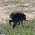 まるくて短いアライグマのジモシー、懸命に生きる姿が世界中の人々の心をつかむ(New!!)