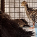 母を亡くした七面鳥のヒナ、羽ぼうきにぬくもりを求め寄り添う(New!!)