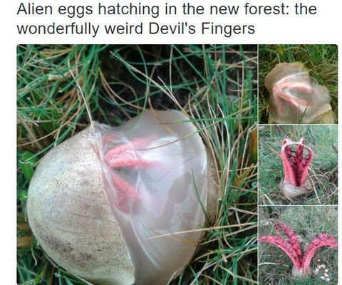 画像あり エイリアンかよ あまりに邪悪で衝撃的な生き物がツイッターで話題となる ニコニコニュース 画像あり エイリアンかよ あまりに邪悪で衝撃的な生き物がツイッターで話題となる ニコニコニュース