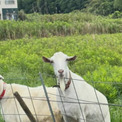草ボーボーの空き地→ヤギ3頭を放った2カ月後……予想外の“惨状”に「ウケるwww」「マヂ首なんで！!」(New!!)