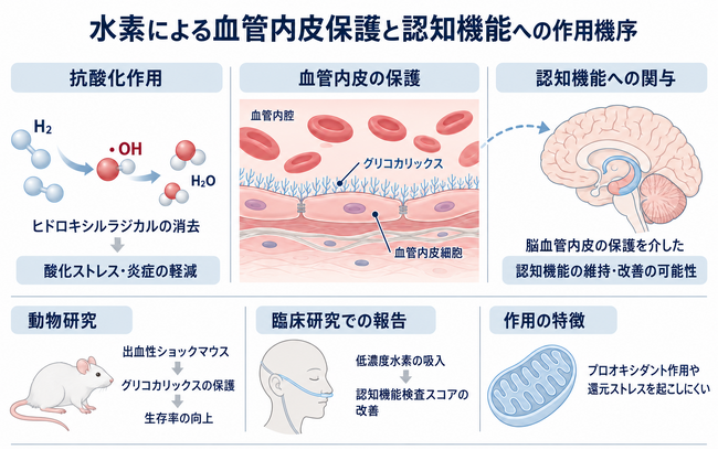 MiZ、認知機能改善における水素の作用機構について新仮説を提唱｜横浜