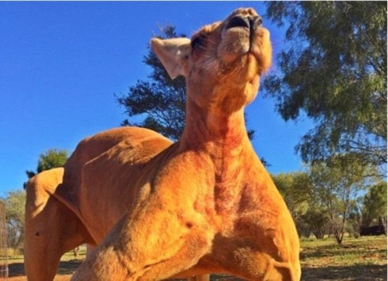 凄すぎ 最早カンガルーではない生き物 ロジャー君 さらに衝撃的なスタイルに進化 ニコニコニュース