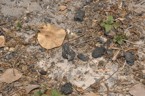 カンボジア大虐殺の首謀者ポルポトの墓を訪問してみた ニコニコニュース カンボジア大虐殺の首謀者ポルポトの墓を訪問してみた ニコニコニュース