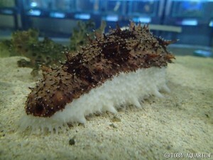 お寿司なナマコ 鳥羽水族館に にぎり寿司 そっくりなナマコ登場 ニコニコニュース