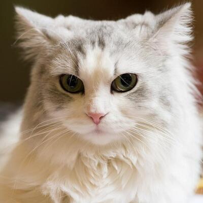 猫写真家が伝授 スマホで猫を にゃん倍 もかわいく撮る方法 ニコニコニュース 猫写真家が伝授 スマホで猫を にゃん倍 もかわいく撮る方法 ニコニコニュース