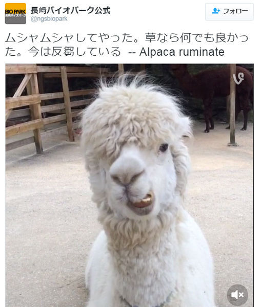 ヤンキーかよ イケメン風アルパカがただただ口をくちゃくちゃしてる動画がネットで話題に ニコニコニュース