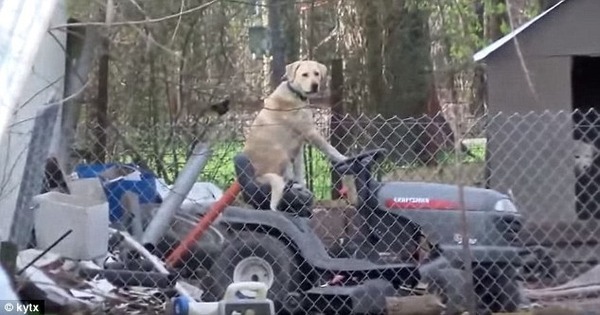 放送事故 竜巻報道中に 犬が芝刈り機を運転するシュールな映像流れる ニコニコニュース 放送事故 竜巻報道中に 犬が芝刈り機を運転するシュールな映像流れる ニコニコニュース