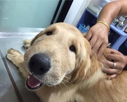 悲報 スズメバチに刺された犬 たれパンダ のような顔になる ニコニコニュース 悲報 スズメバチに刺された犬 たれパンダ のような顔になる ニコニコニュース