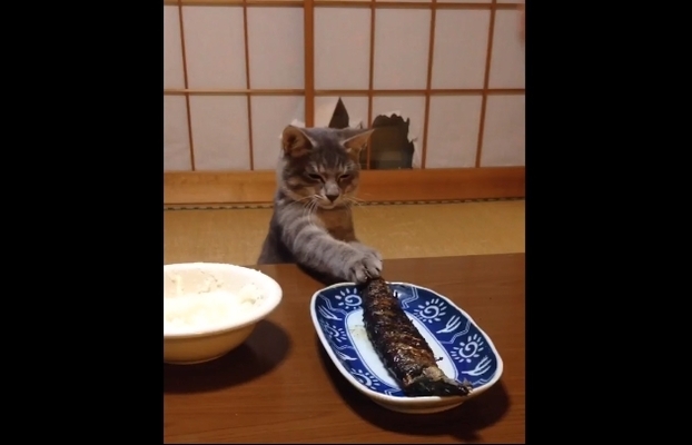 どーしても食べたいニャ 何度叱られても魚に手を伸ばす猫が可愛いと話題に ニコニコニュース