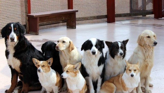 模範回答はこれ あなたを動物に例えると何ですか と聞かれたときの答え方4選 ニコニコニュース