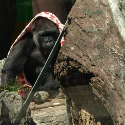 おさるのアイアイは国内でここだけ 上野動物園のgwチェックポイント ニコニコニュース