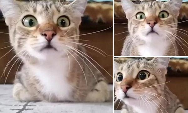 怖すぎ ホラー映画 サイコ を見た猫 怖すぎて顔がとんでもない状態に ニコニコニュース