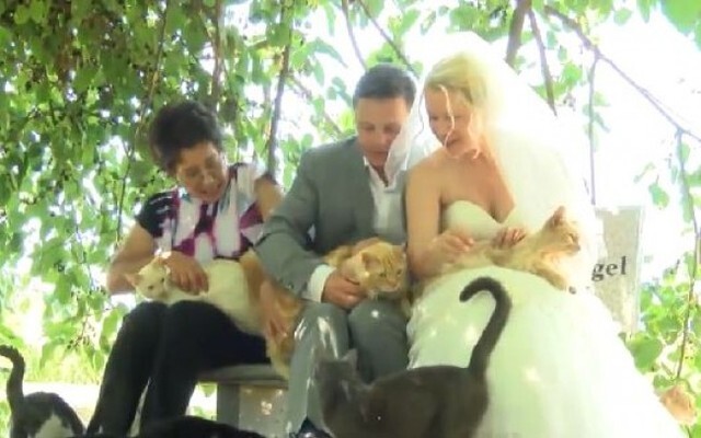 1100匹の猫の前で結婚 カナダ人カップルの珍ウェディング ニコニコニュース 1100匹の猫の前で結婚 カナダ人カップルの珍ウェディング ニコニコニュース