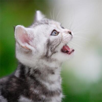 空前の猫ブーム ブームの火付け役は女性だった ニコニコニュース
