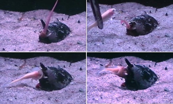 ゾッとする 地球上で最も恐ろしい 殺人貝 イモガイの捕食シーンが撮影される ニコニコニュース ゾッとする 地球上で最も恐ろしい 殺人貝 イモガイの捕食シーンが撮影される ニコニコニュース
