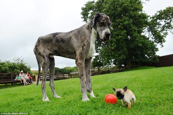 信じられん 世界一デカイ犬 Vs 世界一小さい犬 のガチ比べが同種族とは思えないレベル 高低差で耳キーンなる ニコニコニュース