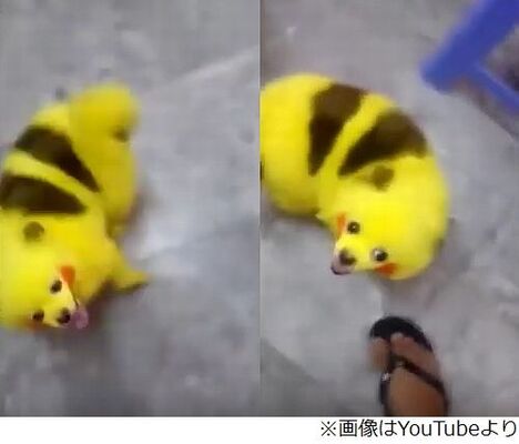 ピカチュウ犬 染色し大炎上 ひどい虐待だ 怒りに震える ニコニコニュース