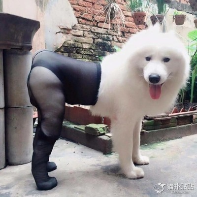 これは反則 ストッキング犬ヤバイ 犬に ストッキング を履かせるとセクシーになると話題に ニコニコニュース これは反則 ストッキング犬ヤバイ 犬に ストッキング を履かせるとセクシーになると話題に ニコニコニュース