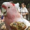 世界最年長のオウム クッキーが83歳で死亡 ニコニコニュース 世界最年長のオウム クッキーが83歳で死亡 ニコニコニュース