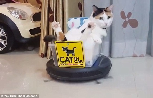 超絶可愛い 猫が家じゅうをピカピカに掃除している動画が世界中で話題に ニコニコニュース 超絶可愛い 猫が家じゅうをピカピカに掃除している動画が世界中で話題に ニコニコニュース