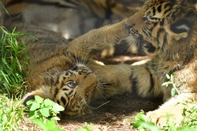 旭山動物園でアムールトラの赤ちゃん2頭を初公開中 ニコニコニュース