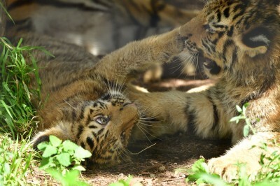 旭山動物園でアムールトラの赤ちゃん2頭を初公開中 ニコニコニュース 旭山動物園でアムールトラの赤ちゃん2頭を初公開中 ニコニコニュース