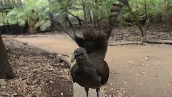 これは凄い 鳴き声が スターウォーズ効果音 過ぎる鳥が話題に ニコニコニュース