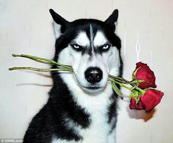 渋すぎ 世界中の女性を虜にするイケメンすぎる犬が話題に ニコニコニュース 渋すぎ 世界中の女性を虜にするイケメンすぎる犬が話題に ニコニコニュース