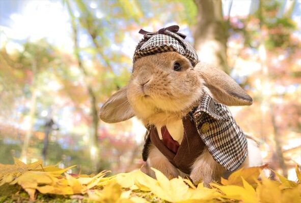 うさぎ界の神 も降臨 モフモフのうさぎがかわいすぎる うさぎしんぼる展 ニコニコニュース うさぎ界の神 も降臨 モフモフのうさぎがかわいすぎる うさぎしんぼる展 ニコニコニュース
