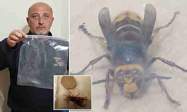 怖すぎ 体長5センチの巨大スズメバチが民家を襲撃 捉えた写真がでかい ニコニコニュース 怖すぎ 体長5センチの巨大スズメバチが民家を襲撃 捉えた写真がでかい ニコニコニュース