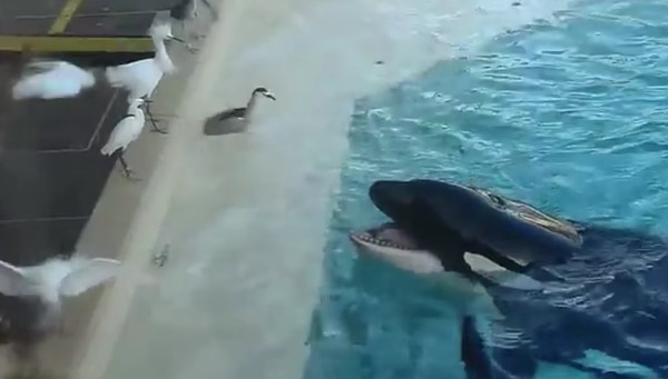 頭良すぎ シャチが衝撃的な方法で獲物を捕食する動画が話題に ニコニコニュース 頭良すぎ シャチが衝撃的な方法で獲物を捕食する動画が話題に ニコニコニュース