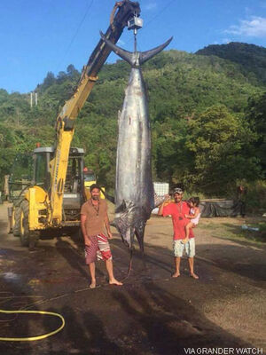 歴代最大級のマカジキが釣れる その重さ514キロ ニコニコニュース