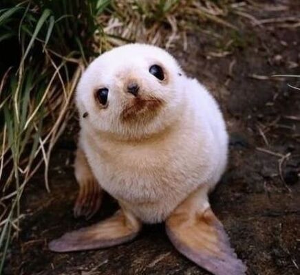 萌えキュン 疲れたあなたへ 赤ちゃん動物たちの愛くるしい写真の癒し効果がすごすぎると話題に ニコニコニュース