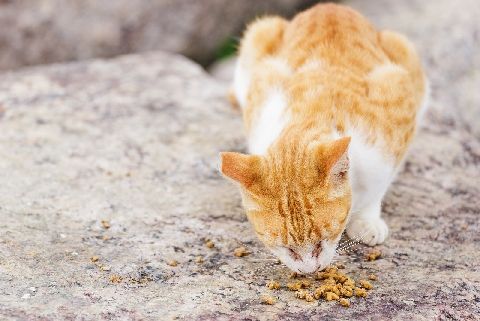 あさイチ 毒餌で野良猫駆除した人に同情 発言が物議 どんな法的問題がある ニコニコニュース