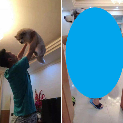 子犬が大きくなって大型犬になったけど抱っこしてみた結果 なんだか和む ニコニコニュース 子犬が大きくなって大型犬になったけど抱っこしてみた結果 なんだか和む ニコニコニュース