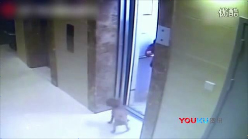 動画 愛犬を散歩していた老人が帰宅時にエレベーターに乗り犬が乗り損ねて首吊り状態で死亡 ニコニコニュース