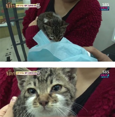 泣ける 母猫が亡くなり寂しさのあまり 号泣 する子猫が切ないと話題に ニコニコニュース 泣ける 母猫が亡くなり寂しさのあまり 号泣 する子猫が切ないと話題に ニコニコニュース