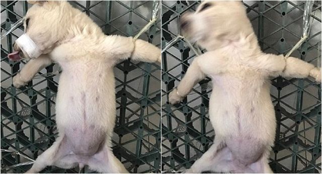 中国の男性が犬の解剖をライブ配信し批判殺到 理由は 動物愛護団体が嫌いだから ニコニコニュース 中国の男性が犬の解剖をライブ配信し批判殺到 理由は 動物愛護団体が嫌いだから ニコニコニュース